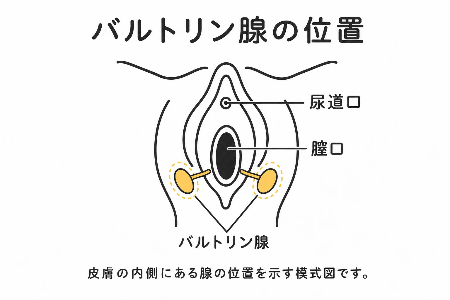 膣口の左右下方にあるバルトリン腺と尿道口の位置を示す模式図